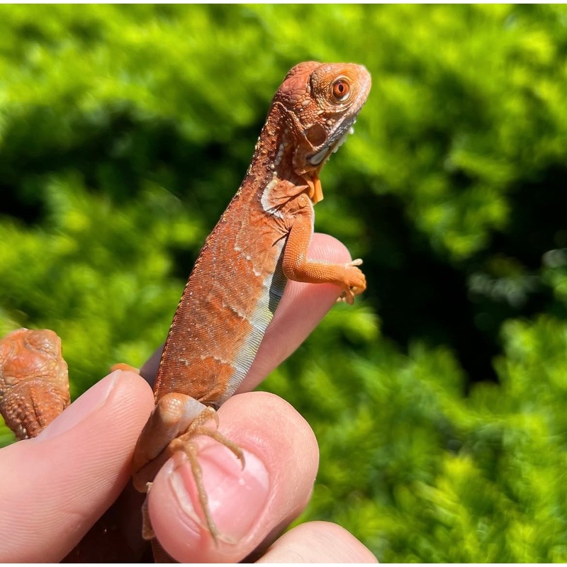 Baby Orange Sunbust Zero Green Iguana