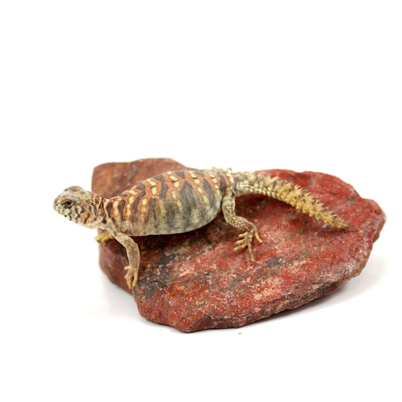 Baby Ornate Uromastyx