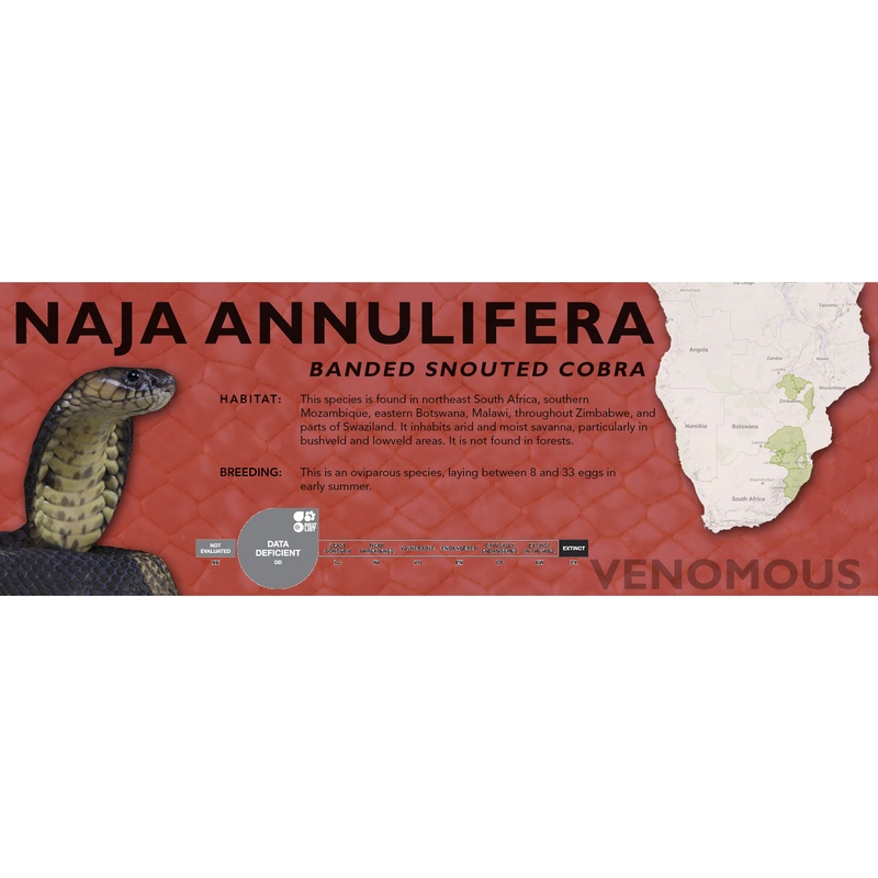 Banded Snouted Cobra (Naja annulifera) Classic Vivarium Label Original