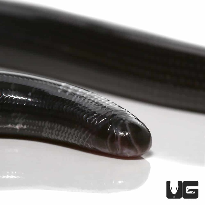 Black And White Worm Lizard for sale