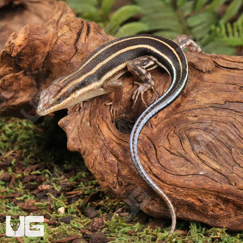 Blue Tailed Skinks For Sale