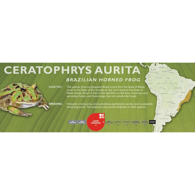 Brazilian Horned Frog (Ceratophrys aurita) – Classic  Vivarium Label
