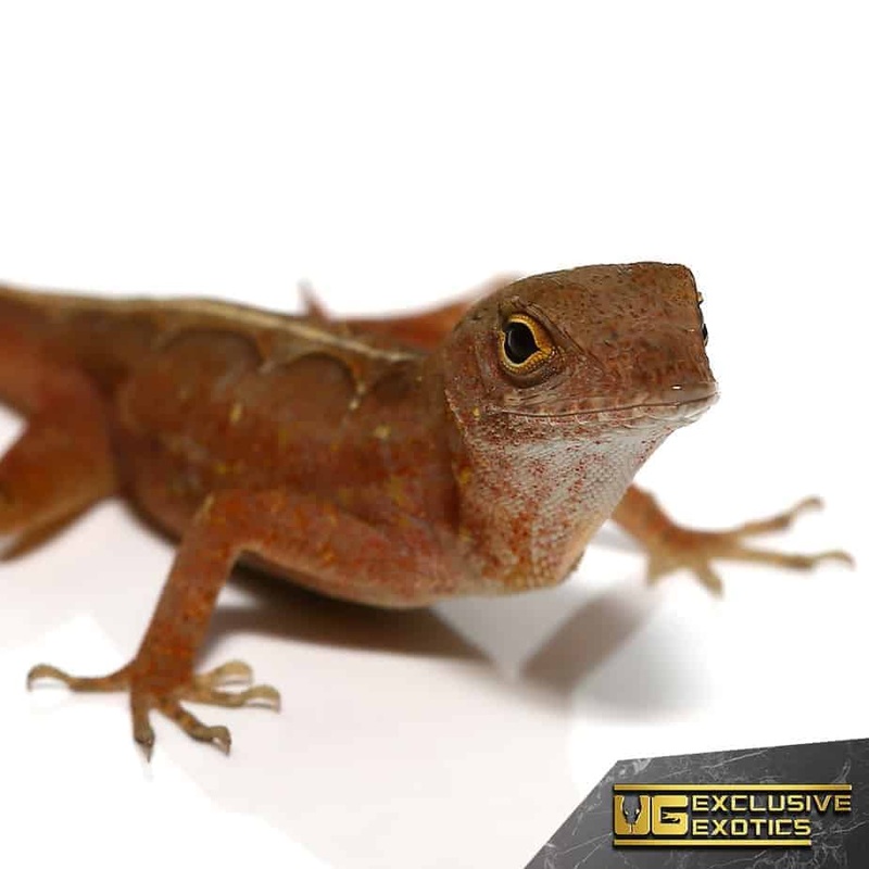 Chili Pepper Anoles For Sale