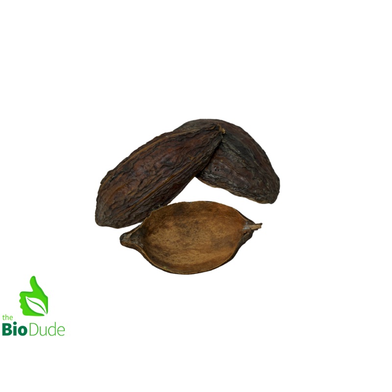 Colombian Cacao Seed Nut Pod