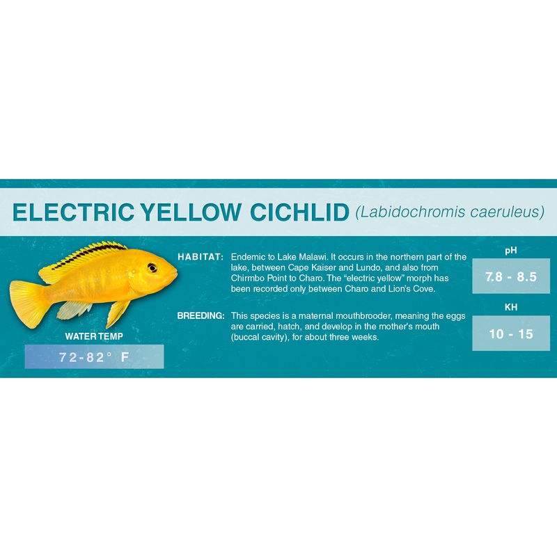 Electric Yellow Cichlid (Labidochromis caeruleus) – Classic Aquarium Label Standard Size (7″x 2.5″)