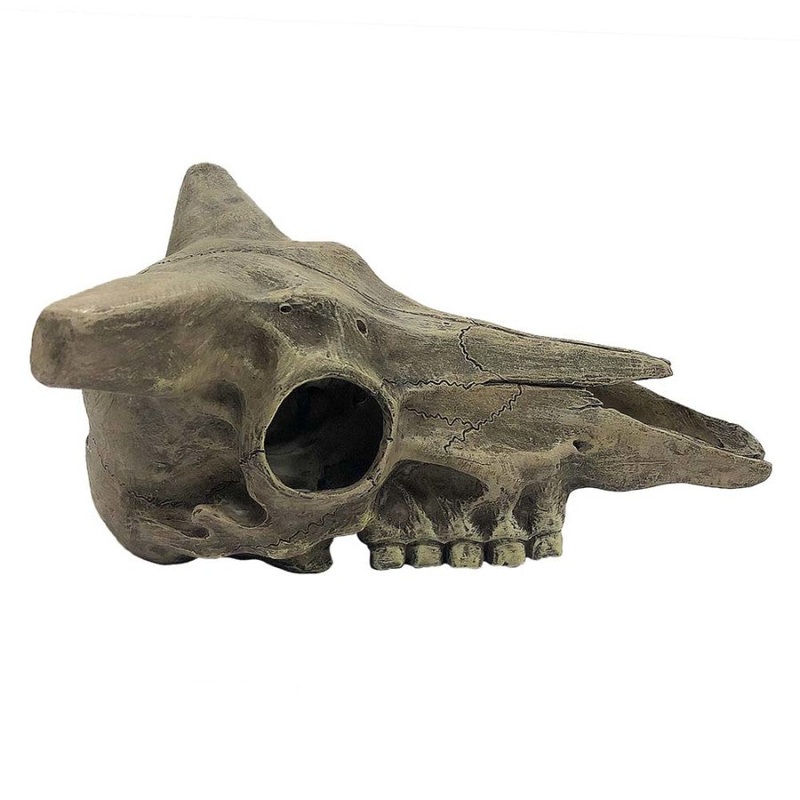 Komodo Deer Skull Hide