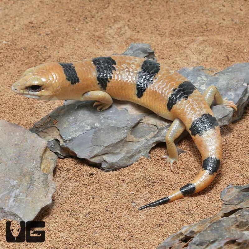 Peter’s Banded Skinks For Sale