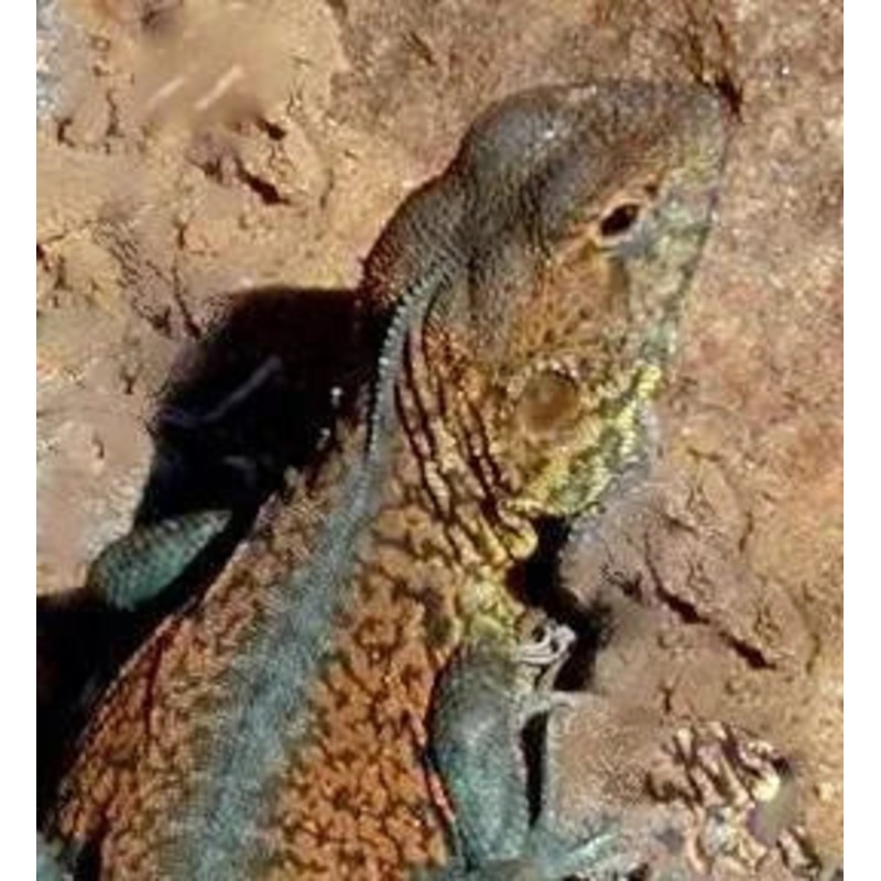 Reptiles For Sale Lizards For Sale Reptiles