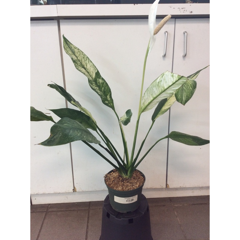 Spathiphyllum Picasso 6″ pot