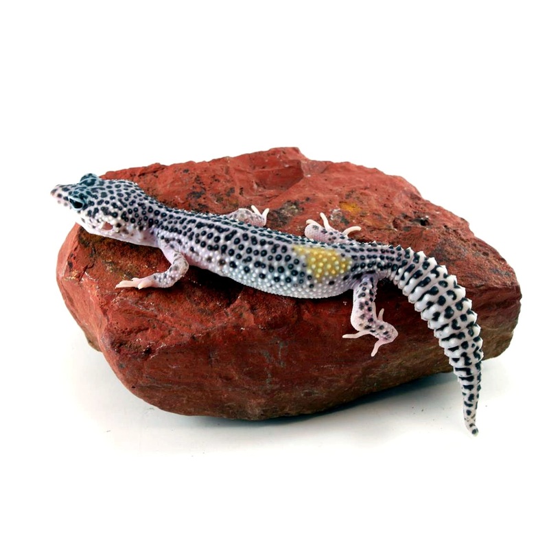 Adult Mack Super Snow Leopard Gecko – SPECIAL
