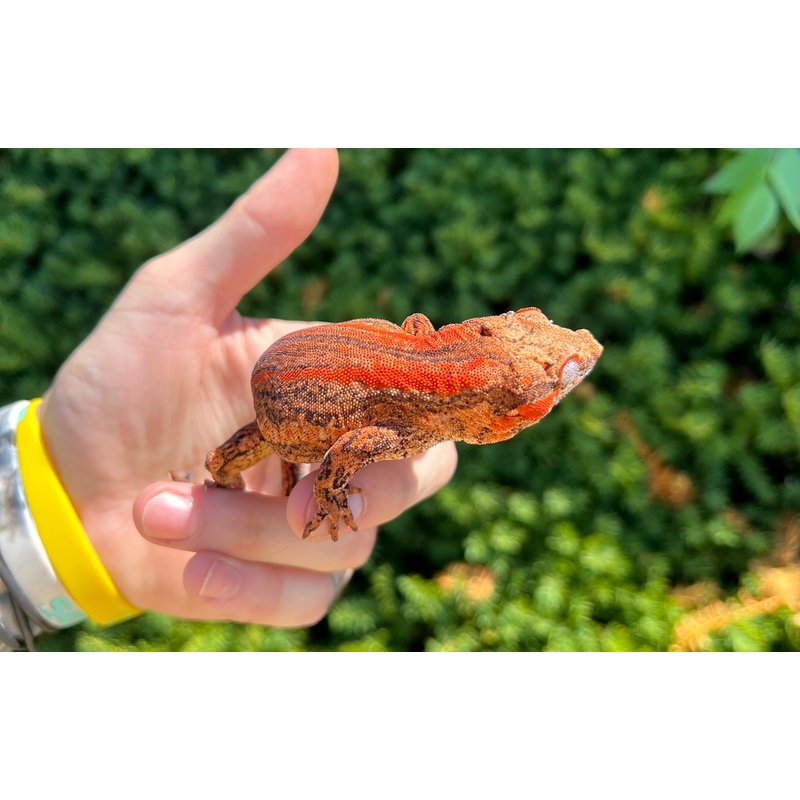 Adult Red Stripe Gargoyle Gecko (Male)