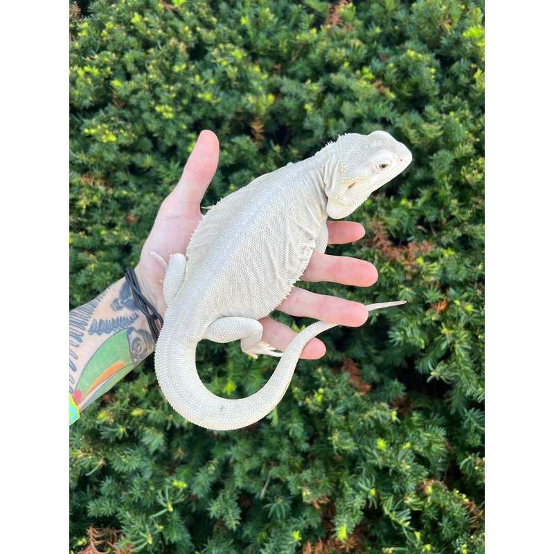Adult Zero Bearded Dragon (Female)