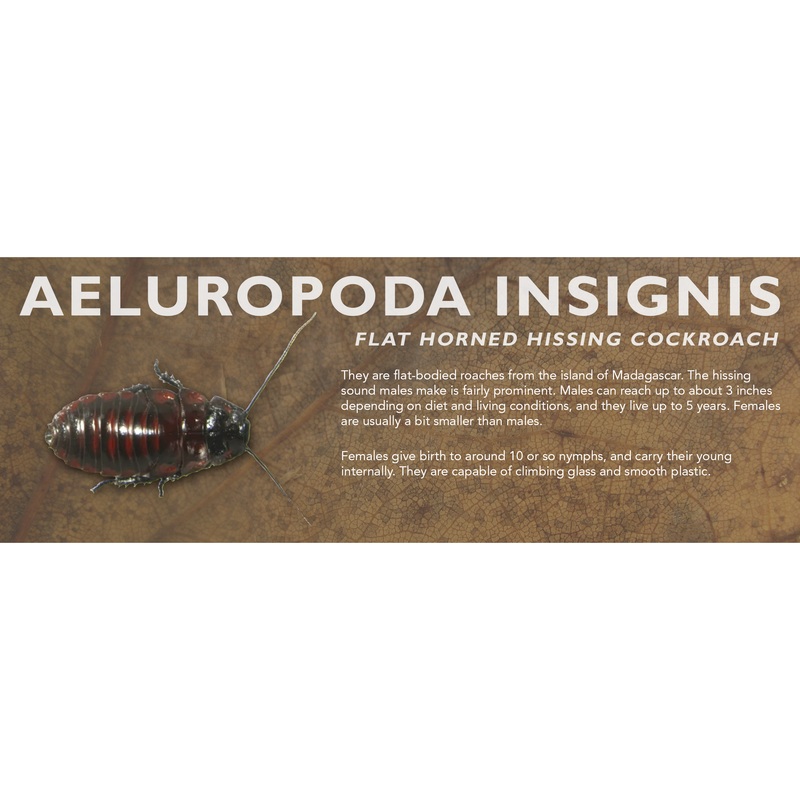 Aeluropoda insignis (Flat Horned Hissing Cockroach) – Roach Label Standard Size 7″ x 2.5″