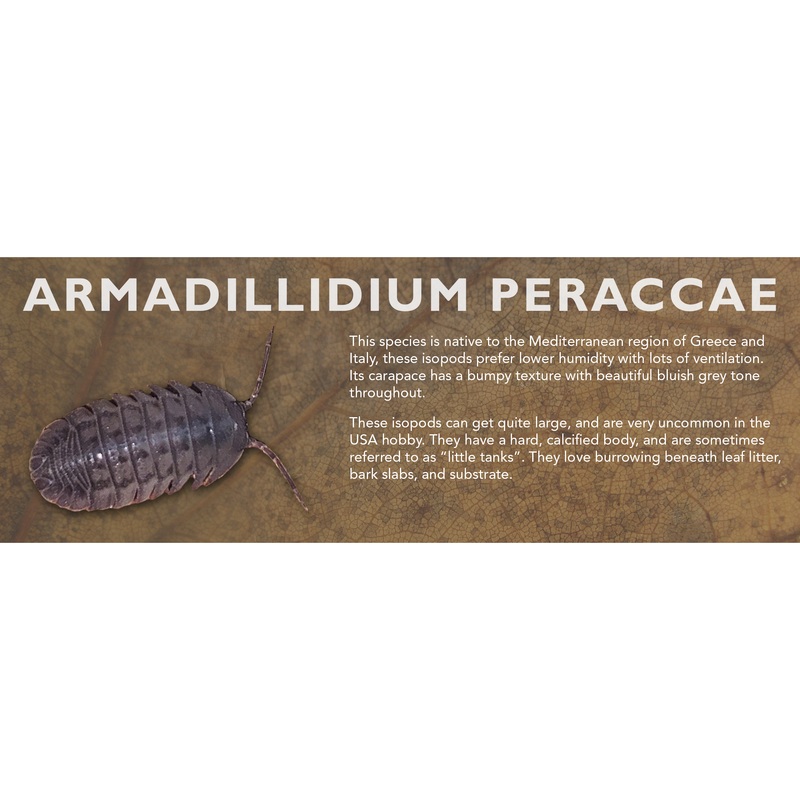 Armadillidium peraccae – Isopod Label Standard Size 7″ x 2.5″