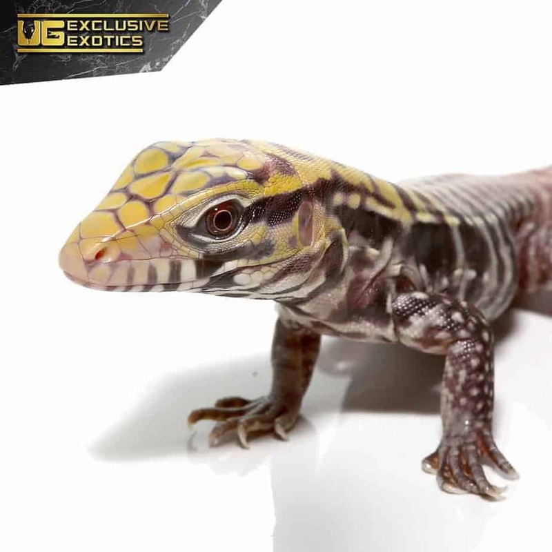 Baby Albino Black Ice Tegus for sale