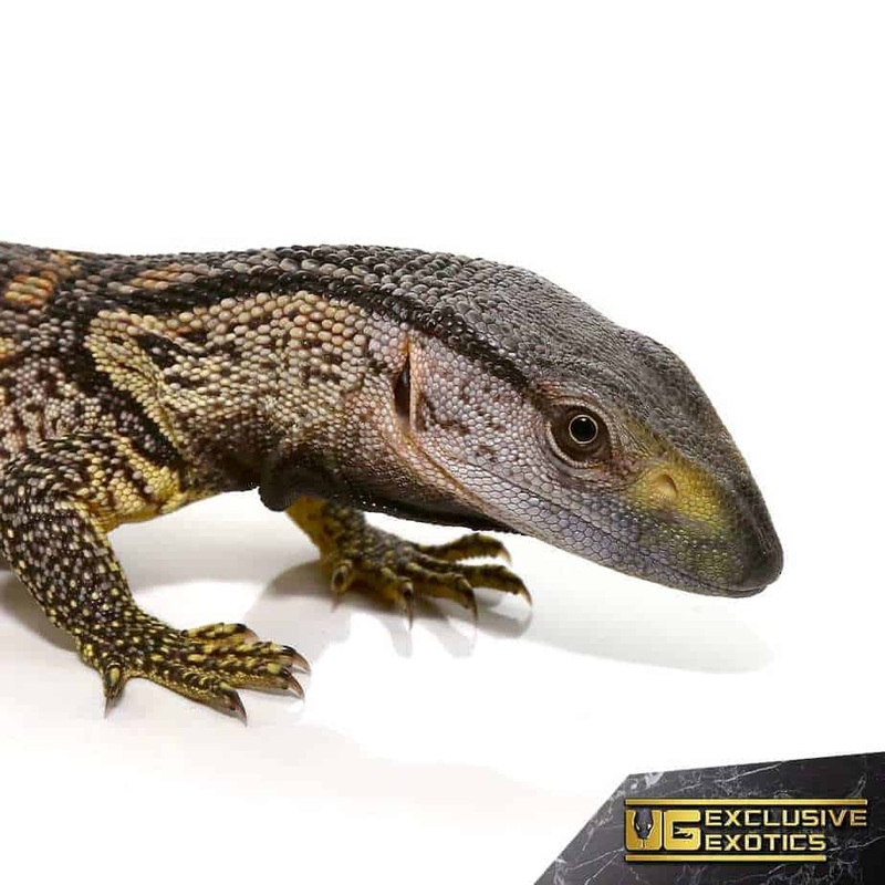 Baby Blackthroat Monitor For Sale