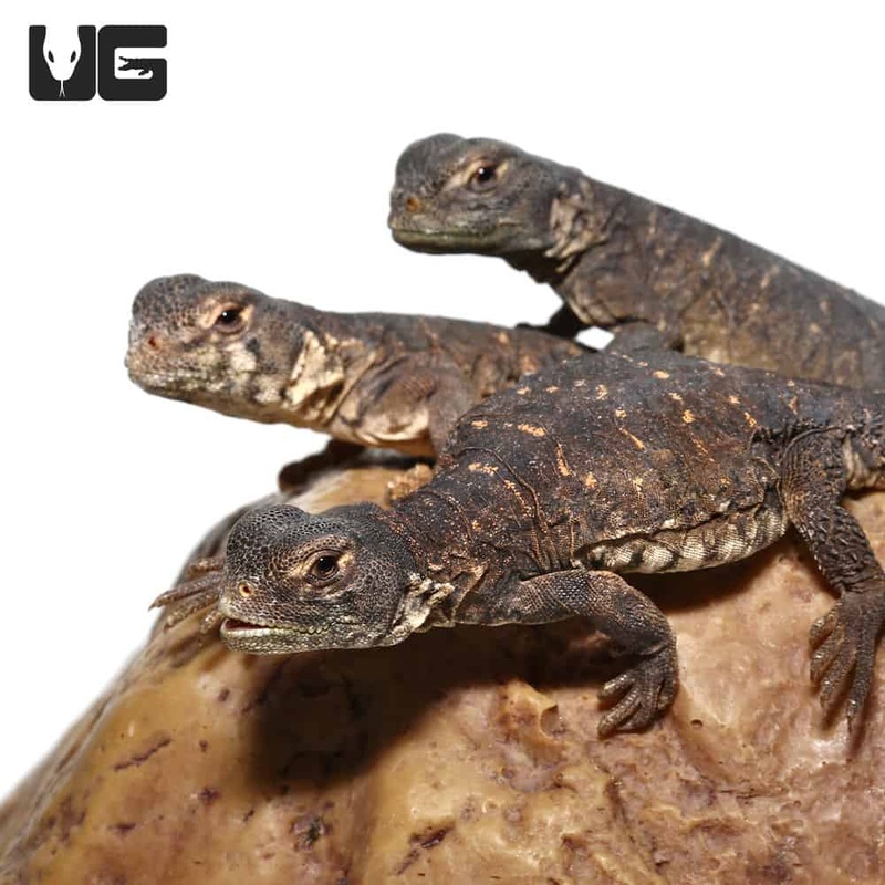 Baby Egyptian Uromastyx for sale