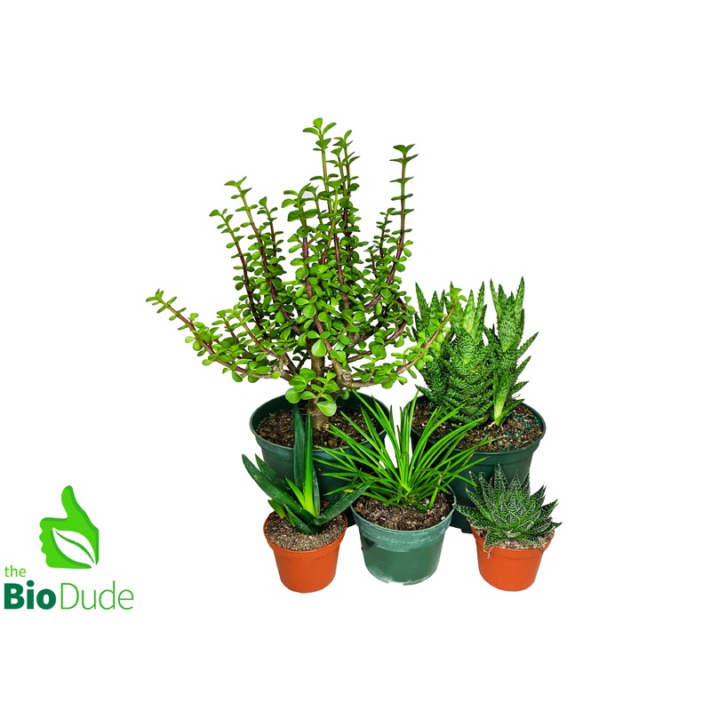 Bearded Dragon Plant Pack V2