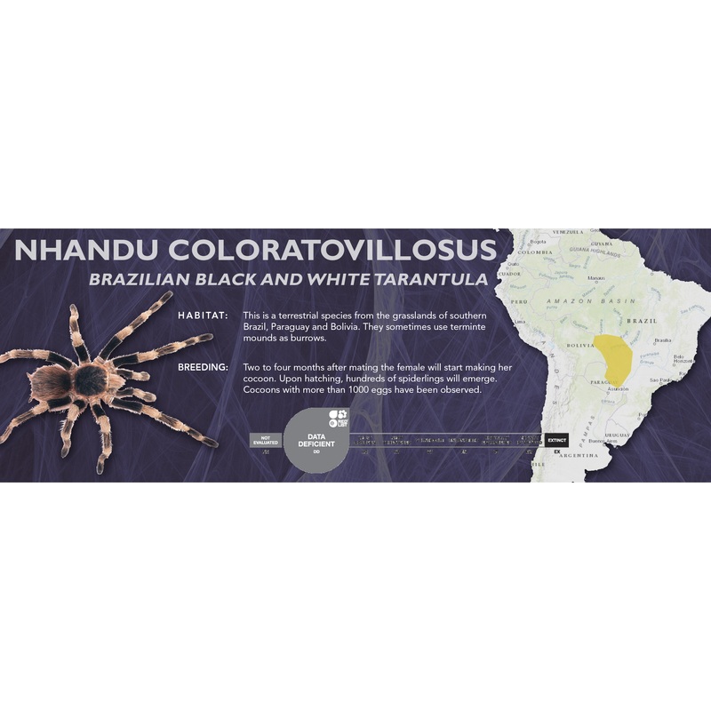 Brazilian Black and White Tarantula (Nhandu coloratovillosus) – Classic Vivarium Label