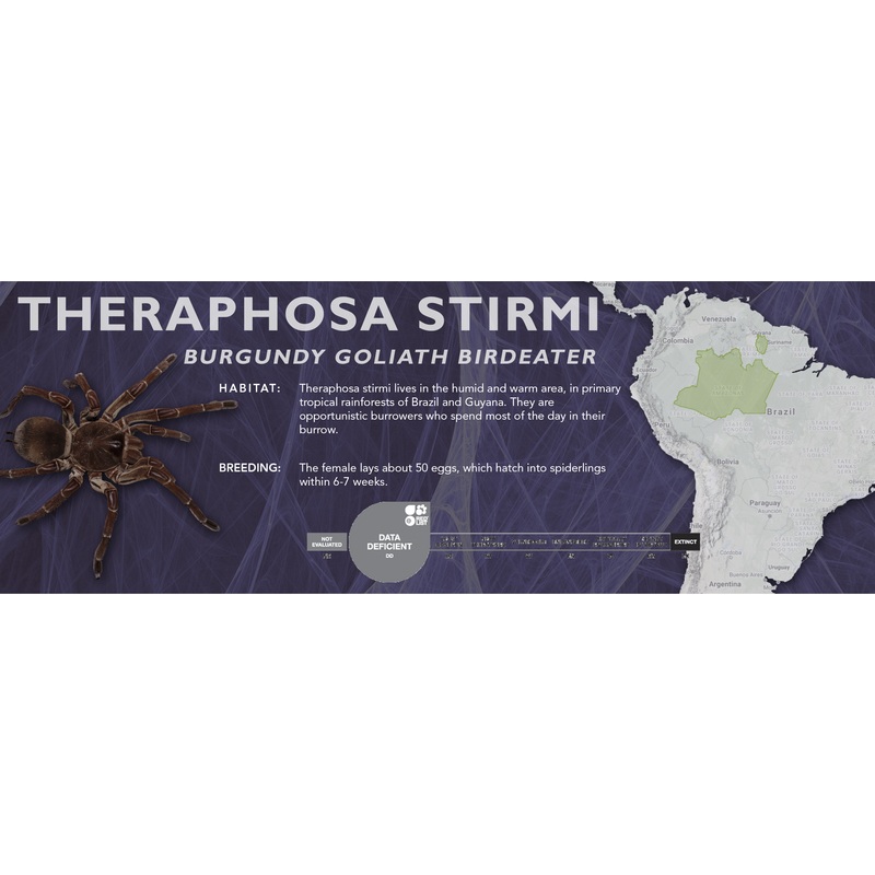Burgundy Goliath Birdeater (Theraphosa stirmi) – Classic Vivarium Label