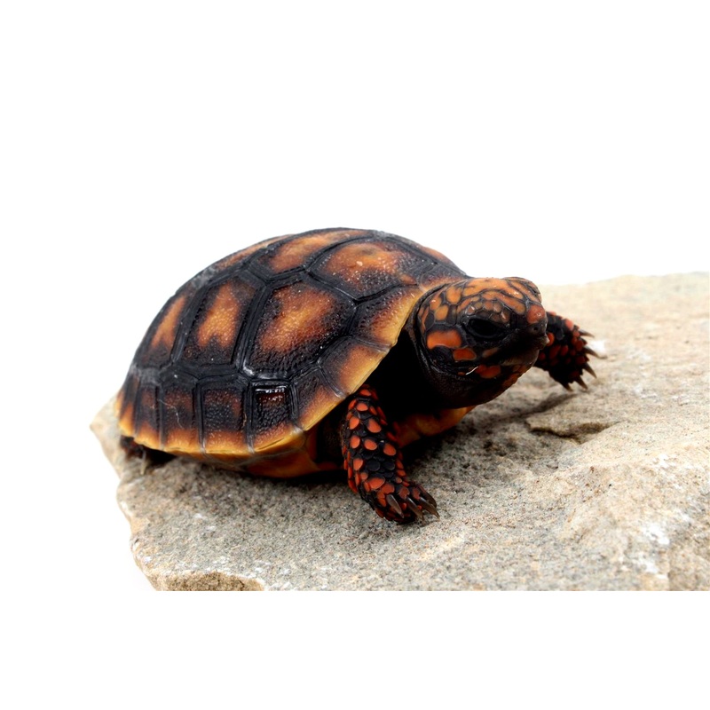 Cherry Head Tortoise