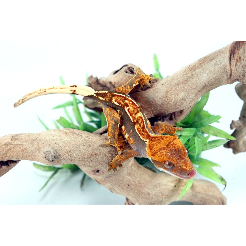 Chocolate Harlequin Crested Gecko