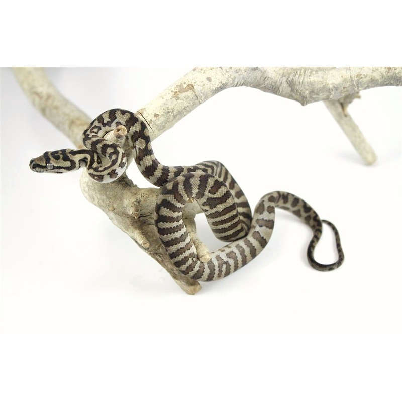 Coastal Carpet Python – Jaguar