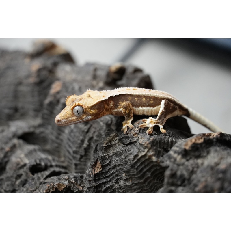 Crested gecko 25-2-2