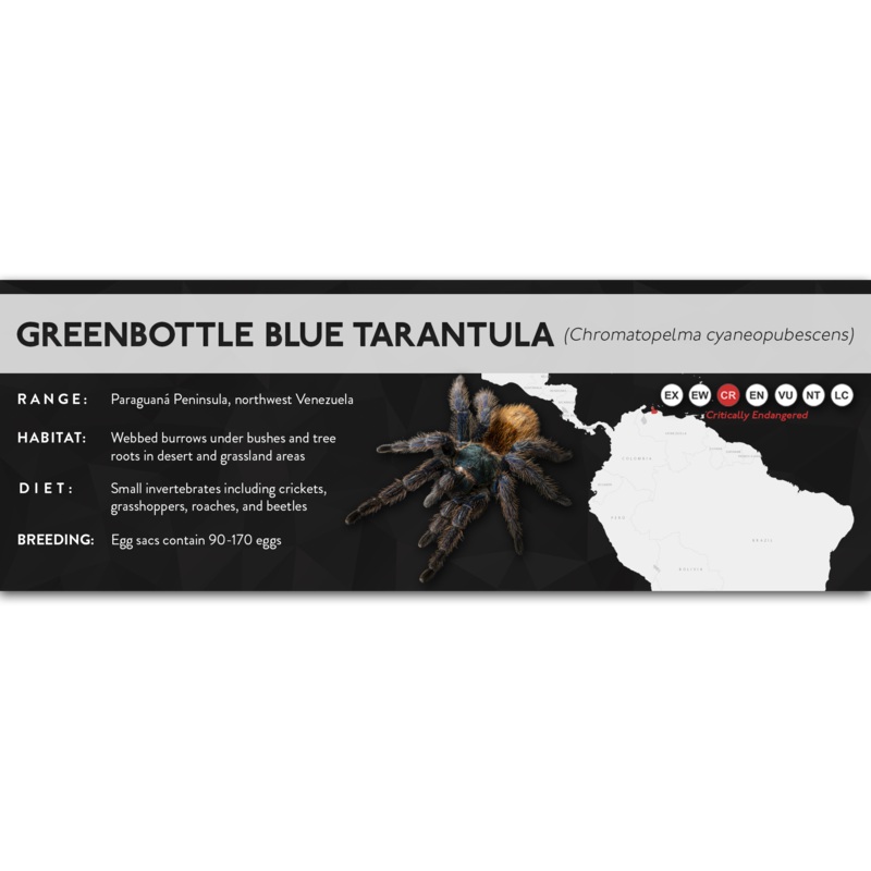 Greenbottle Blue Tarantula (Chromatopelma cyaneopubescens) – X Label Regular Size (7″ x 2.5″) Laminated Paper