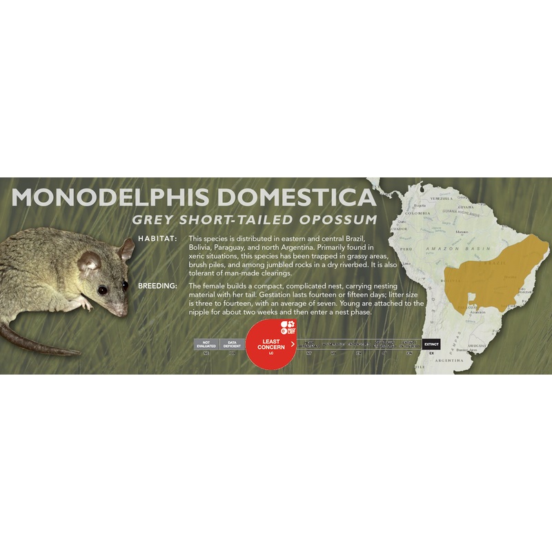 Grey Short-Tailed Opossum (Monodelphis domestica) – Classic Vivarium Label