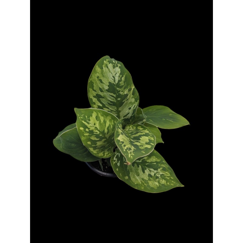 Homalomena ‘Camouflage’ 3.5 pot