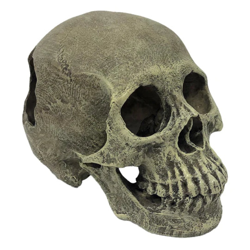 Komodo Human Skull Half Skull