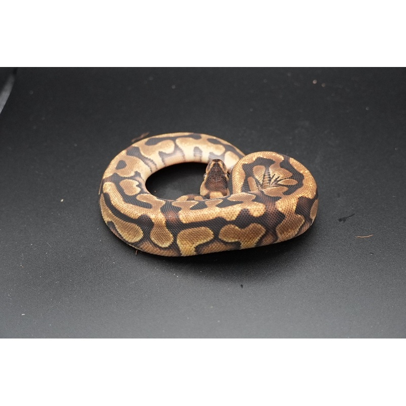 Mahogany, Enchi, Puzzle