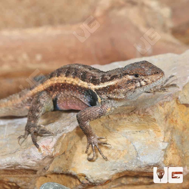 Pink Belly Swifts (Sceloporus variabilis) For Sale