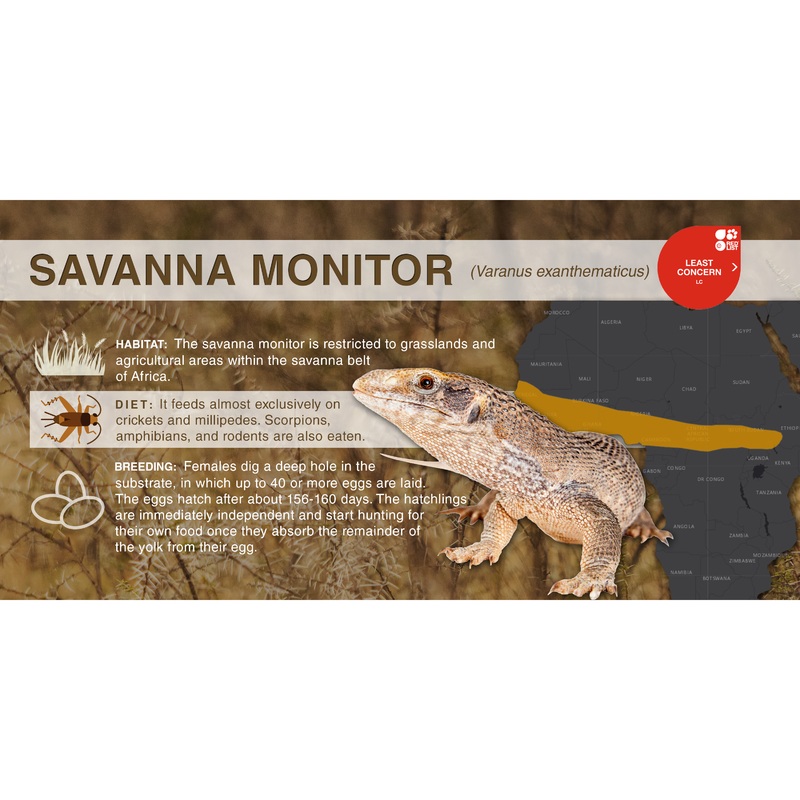 Savanna Monitor (Varanus exanthematicus) – Aluminum Sign No SmartShield