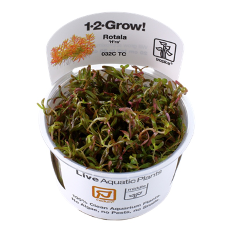 Tropica Rotala rotundifolia H’Ra 1-2-Grow