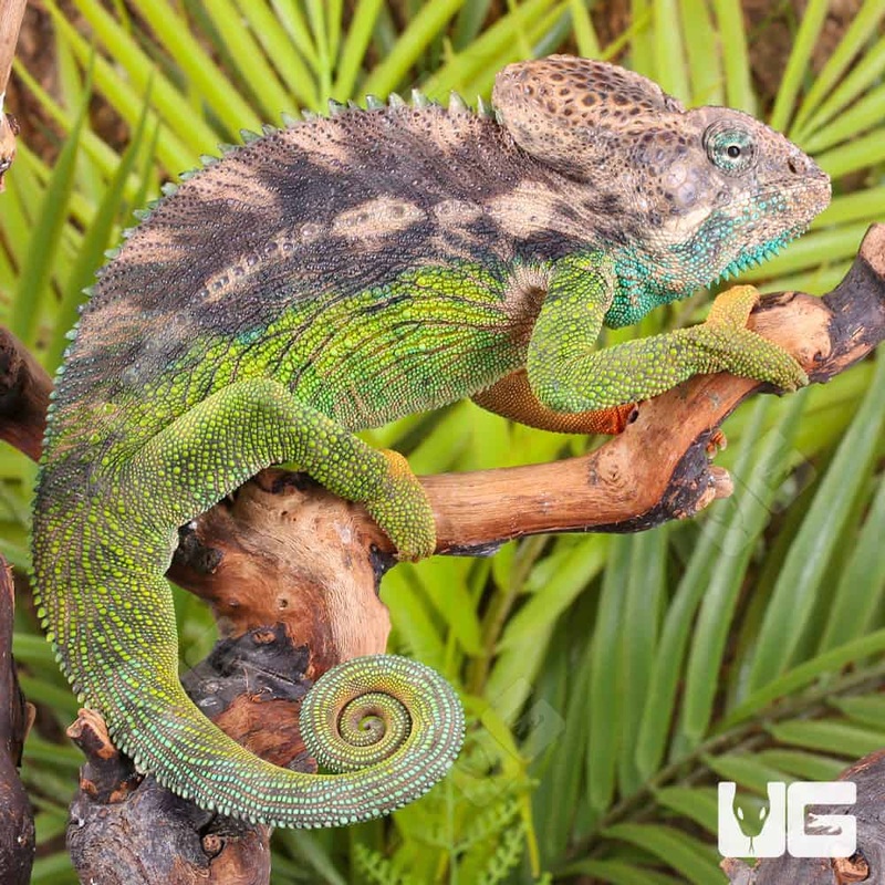Verrucosus Chameleons For Sale