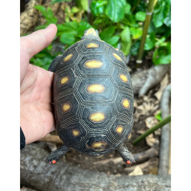4-5 Red Foot Tortoise (2)