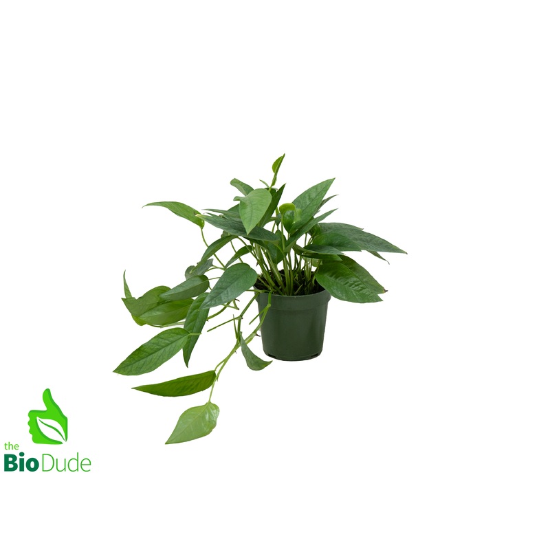 4″ Pot Pothos Cebu Blue