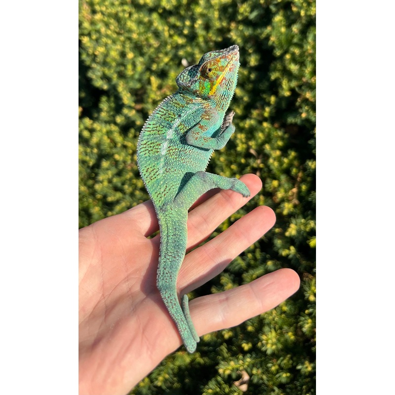 Adult Ambilobe Panther Chameleon (Male 4)