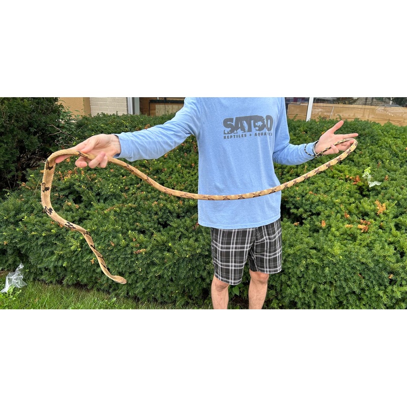 Adult Malaysian Dog-Toothed Cat Snake (Male 2)