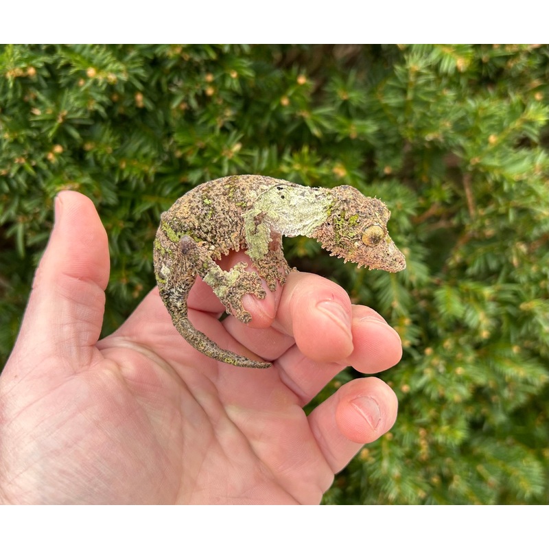 Adult Mossy Leaf-tailed Gecko (Female 1)