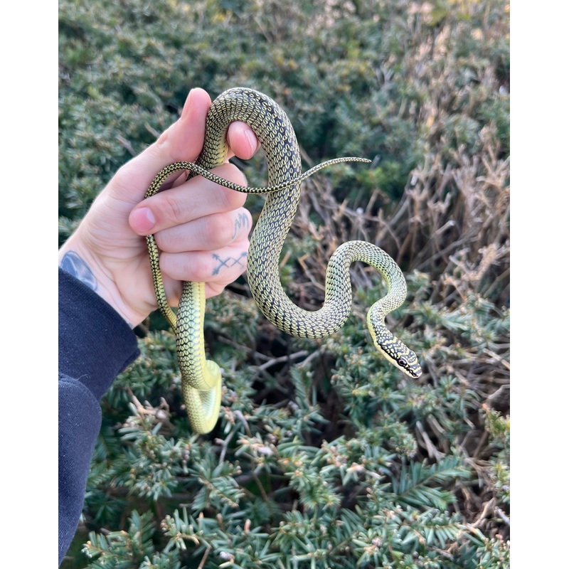 Adult Ornate Flying Snake Male