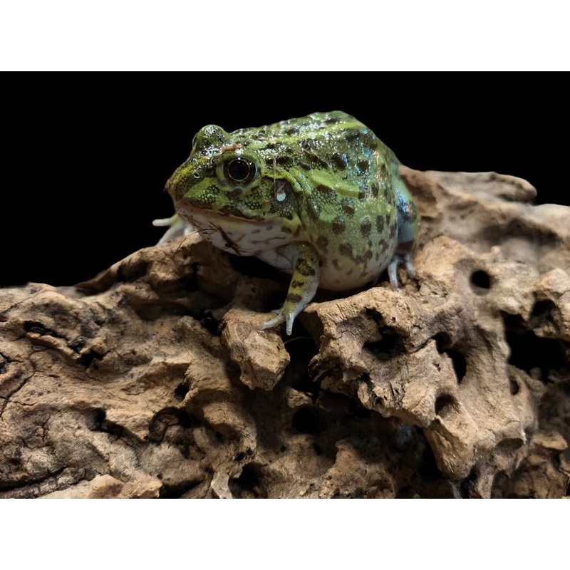 African Pyxie Bullfrog (Pyxicephalus adspersus) Babies