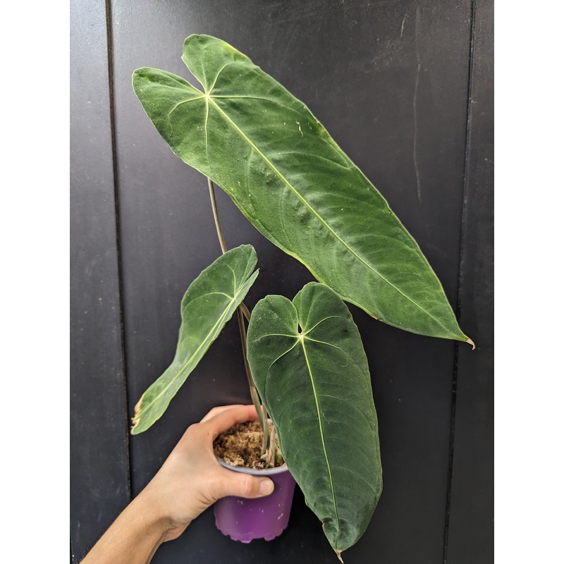 Anthurium metallicum