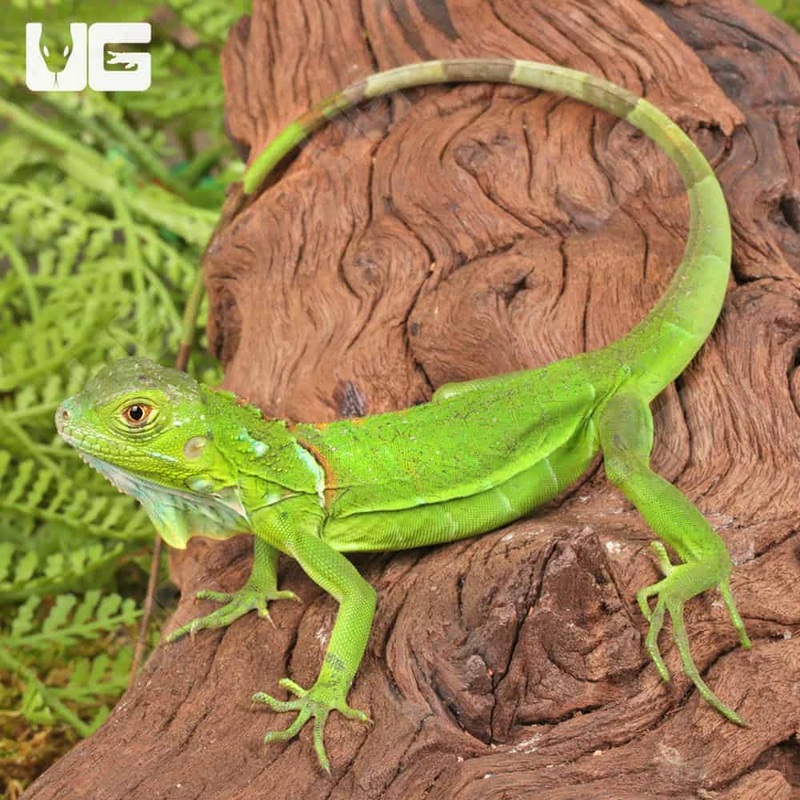 Baby Green Iguanas For Sale