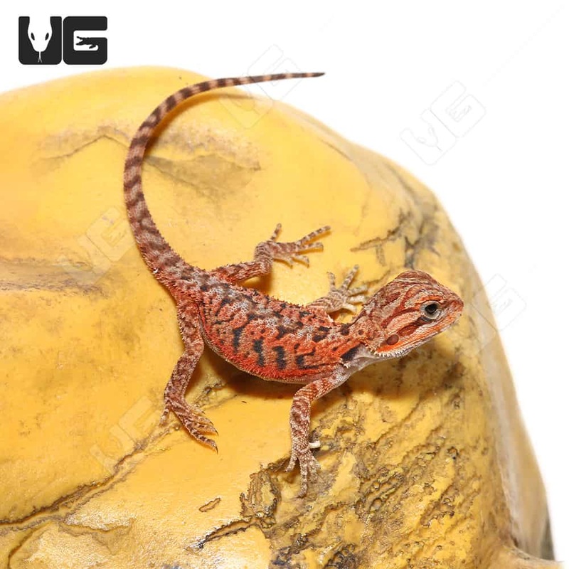 Baby Inferno Translucent Bearded Dragon For Sale