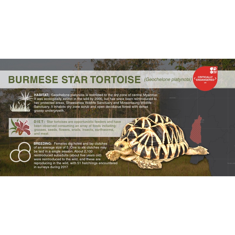 Burmese Star Tortoise (Geochelone platynota) – Aluminum Sign No SmartShield