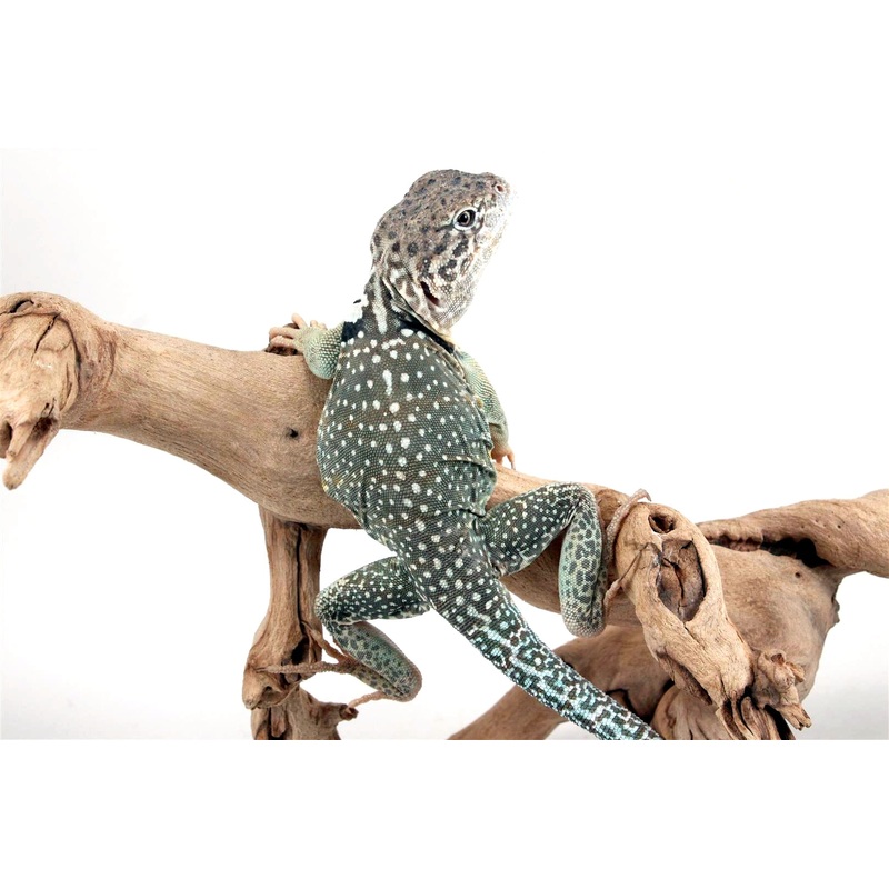 CB Eastern Collared Lizard
