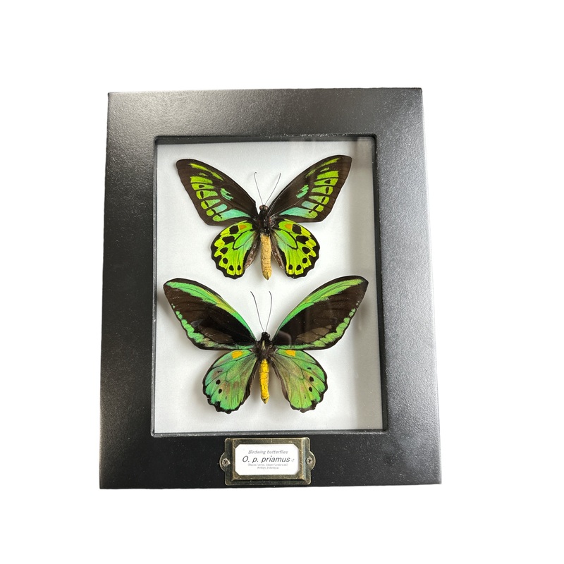 Common Green Birdwing – Male Upper/Underside x 2 (Ornithoptera priamus priamus) – 7×9″ Frame
